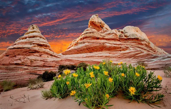 Picture sunset, flowers, mountains, nature