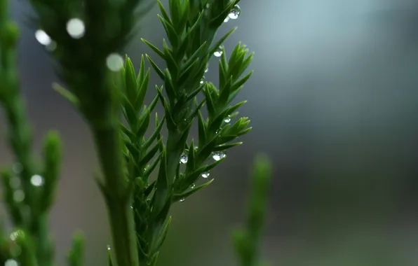 Drops, macro, plant, green