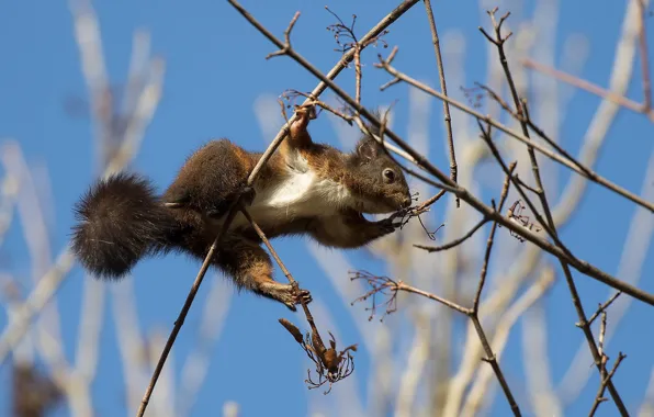 The sky, branches, pose, blue, protein, brown, scrambles