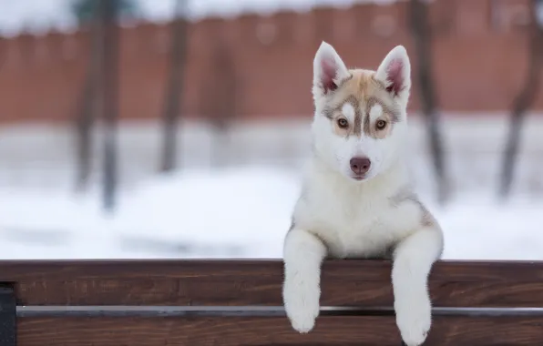 Look, dog, puppy, husky