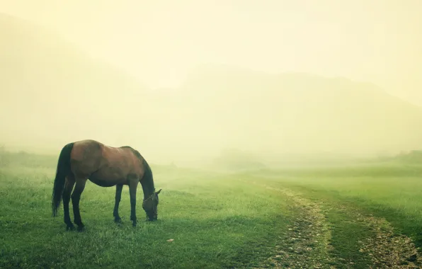 Field, fog, horse, horse