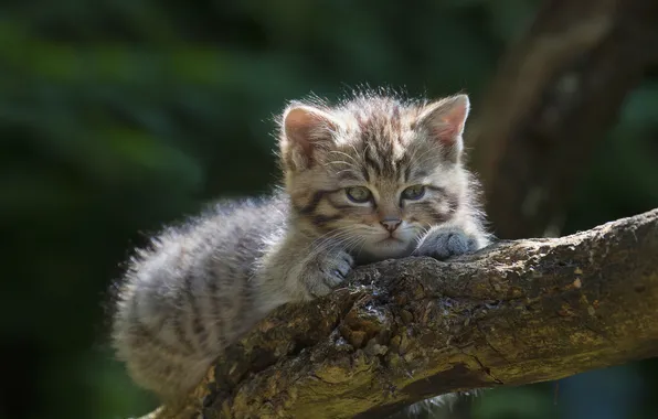Cat, kitty, grey, tree, lies, green background, wild forest cat
