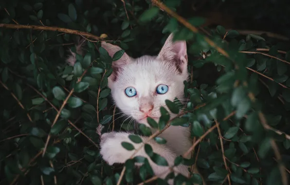 Greens, cat, white, look, leaves, branches, nature, pose