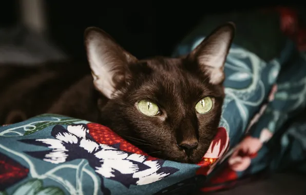 Cat, cat, look, pose, the dark background, portrait, blanket, fabric