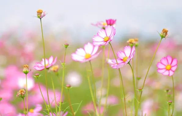 Picture flower, summer, the sky, flowers, freshness, tenderness, beauty, petals