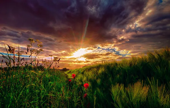 Picture field, the sky, grass, the sun, clouds, rays, sunset, flowers