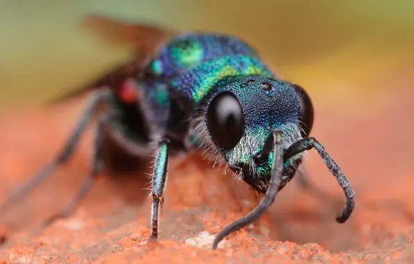 Eyes, macro, background, OSA, portrait, muzzle, beauty, insect
