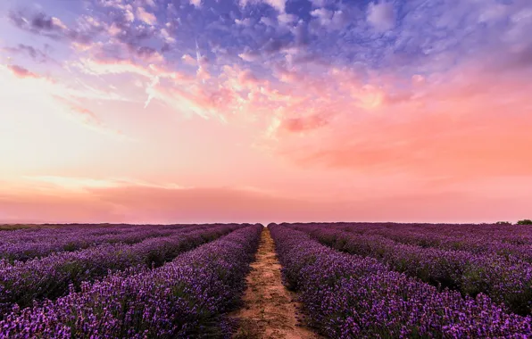 Field, summer, the sky, landscape, sunset, flowers, nature, lavender