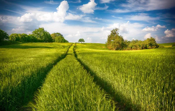 Picture field, summer, the sky, clouds, trees