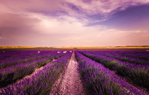 Field, summer, the sky, clouds, landscape, flowers, nature, lilac
