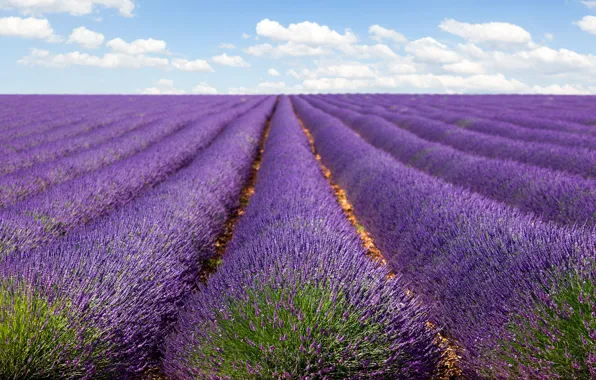 Field, clouds, landscape, flowers, nature, strip, lilac, perspective