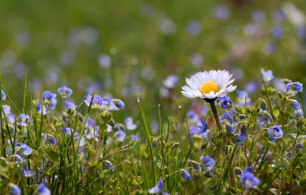 Picture field, grass, petals, Daisy, meadow