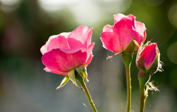 Picture Buds, Roses, Roses, Bokeh, Bokeh, Pink roses, Pink roses