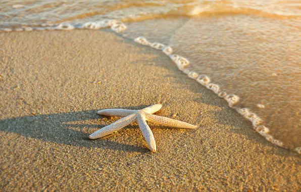 Sand, sea, beach, summer, star, summer, beach, sea
