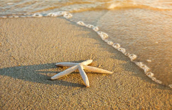 Picture sand, sea, beach, summer, star, summer, beach, sea