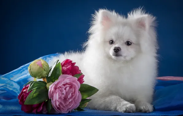White, puppy, peonies, Spitz