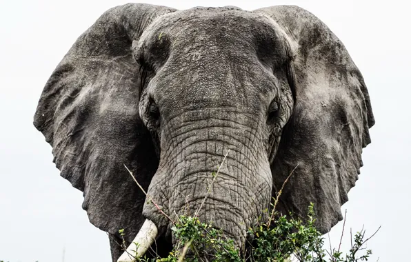 Picture nature, background, elephant