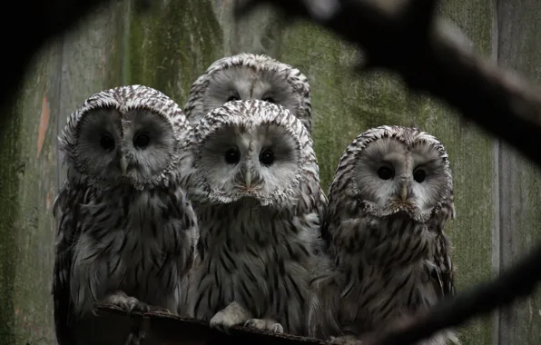 Look, birds, branches, company, owls, Ural owl