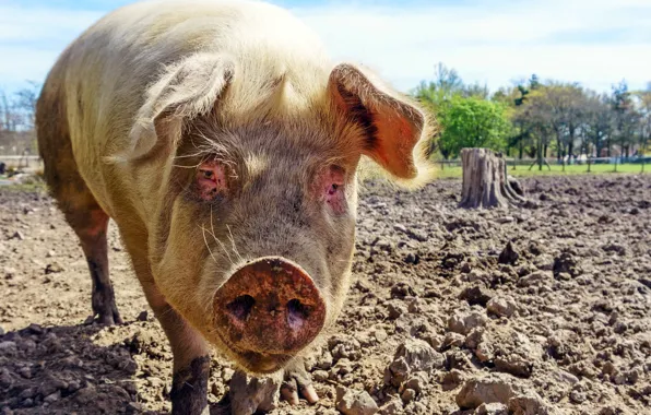 Nature, background, pig