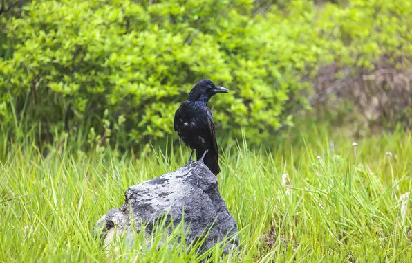 Grass, shrub, Black crow, Utkin Dmitry, A bird on a rock