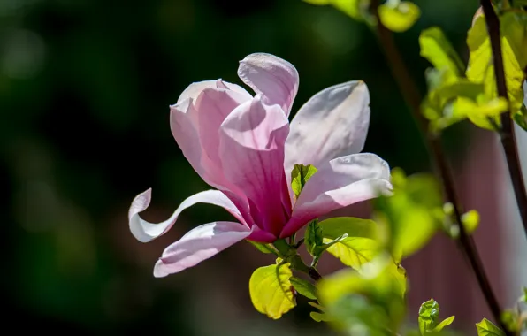 Flowers, tree, spring, Magnolia