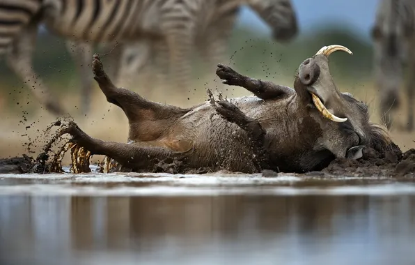Bath, warthog, wild boar, Phacochoerus africanus