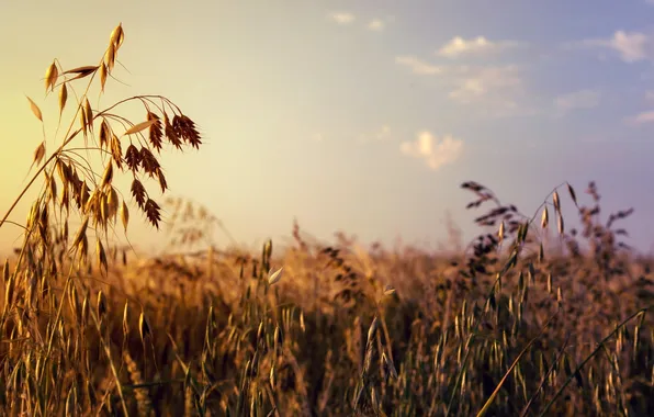 Field, summer, nature, ears