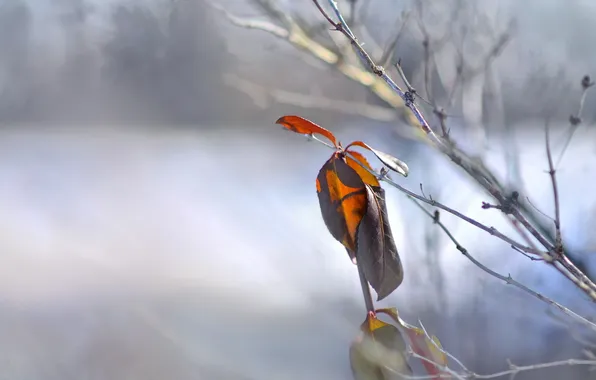 Leaves, macro, branches, nature