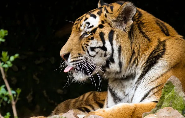 Language, cat, tiger, profile, Amur