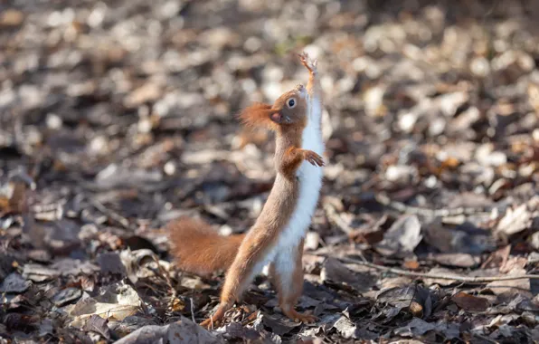 Picture autumn, leaves, nature, pose, protein, rodent, funny