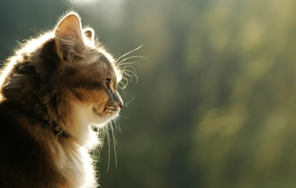 Picture eyes, Cat, animal, profile, mustache, nose, feline