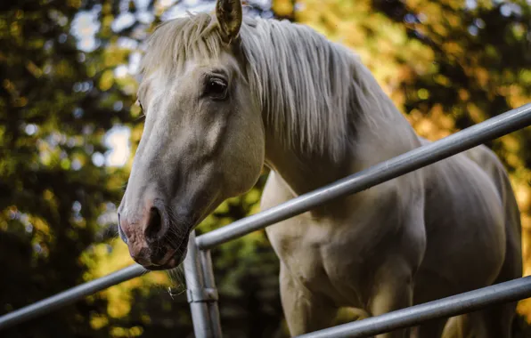 Picture trees, background, horse, the fence