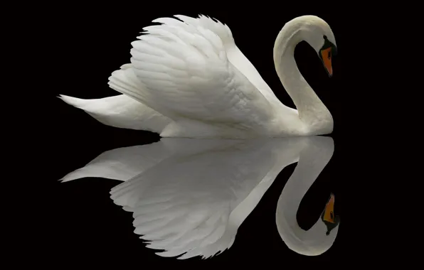 Picture reflection, background, bird, Swan