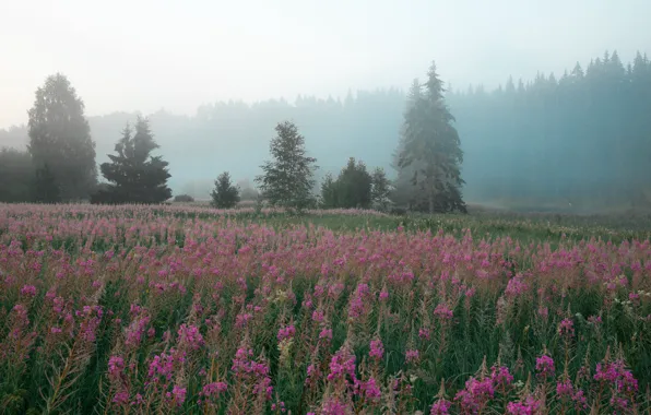 Field, forest, summer, the sky, trees, flowers, nature, fog