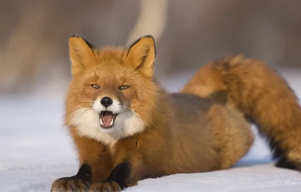 Picture winter, look, snow, predator, Fox, tricky