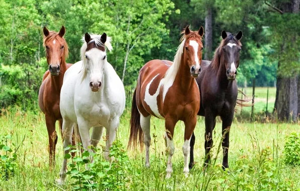 Picture forest, animals, grass, trees, nature, horse, stallion, horses