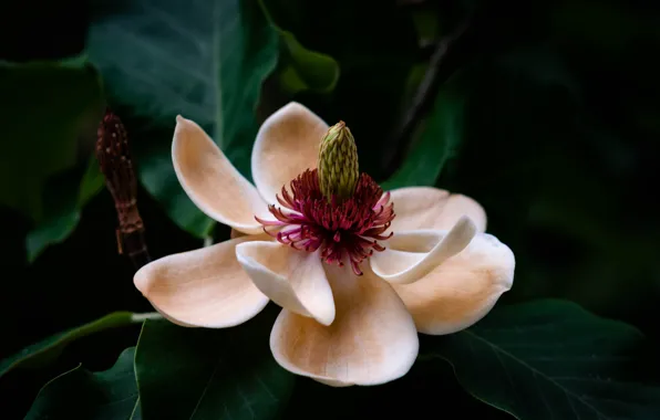 Macro, petals, Magnolia
