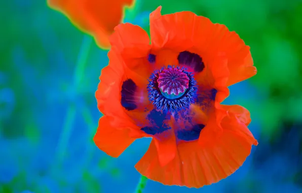 Flower, red, Mac, bright