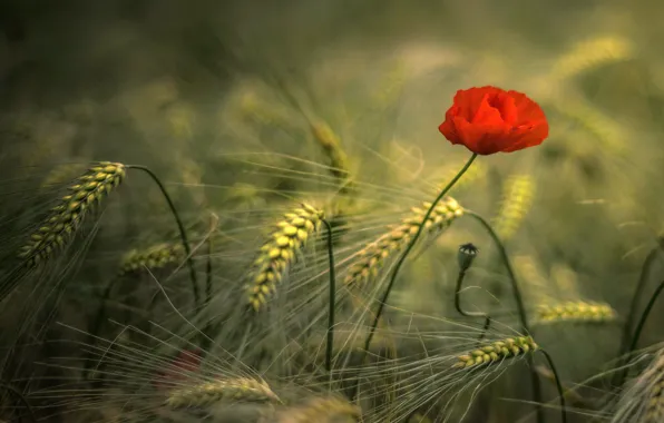 Field, flower, red, background, one, Mac, rye, Maki