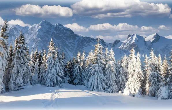 Picture winter, forest, the sky, clouds, mountains, nature, beautiful