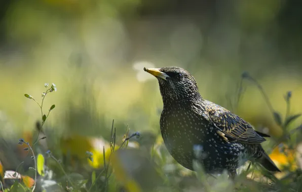 Greens, nature, bird, glade, spring, bokeh, Starling