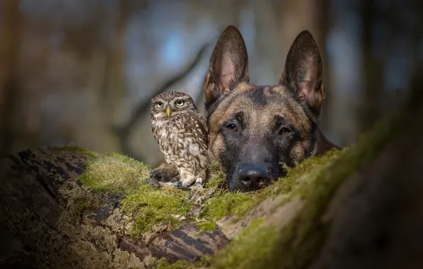 Owl, dog, friendship, shepherd