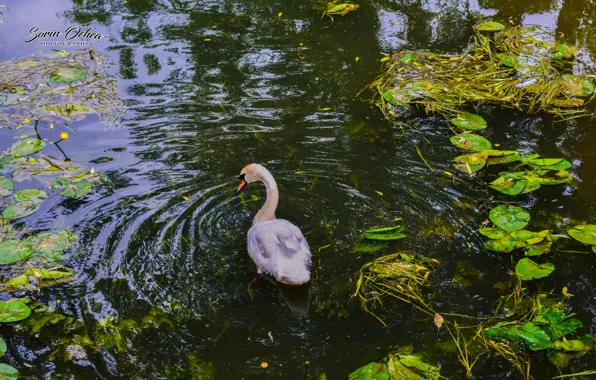 Nature, Birds, Water, Lake, Swan, Animals, Sorin Ochea Photohraphy, Lebada