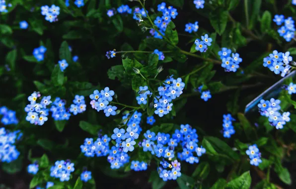 Picture flowers, the dark background, glade, blue, bokeh, forget-me-nots