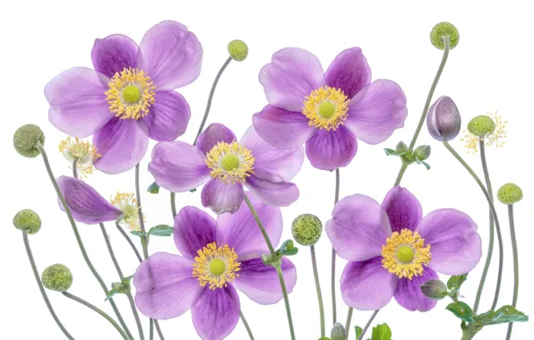 Picture petals, Anemone, white background, buds, Anemone