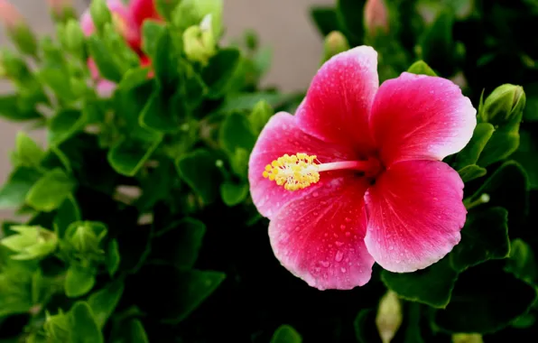 Greens, flower, leaves, tropics, Hawaii, pistil, hibiscus