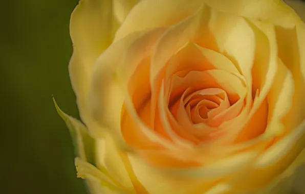 Picture macro, rose, Bud, yellow, yellow rose