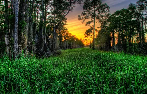 Picture grass, trees, sunset, cypress