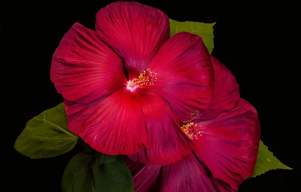 Leaves, macro, petals, hibiscus