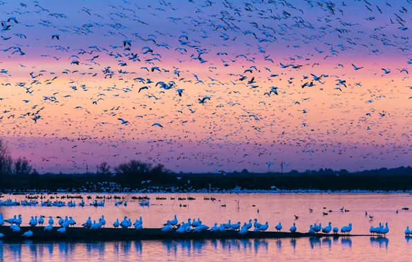 Birds, nature, pack, the evening, glow, pond